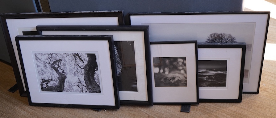 Six contemporary black and white photographic prints to include waves, horses, trees and a landscape with cattle, indistinctly signed, largest 38 x 58cm
